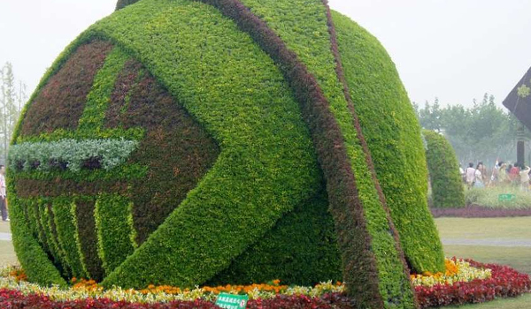 五色草的繁殖、應(yīng)用及養(yǎng)護(hù)管理